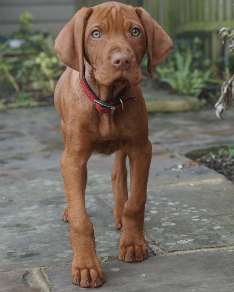 https://d1hg6wdwbisxfa.cloudfront.net/wp-content/uploads/2020/12/08111309/4-Vizsla.png