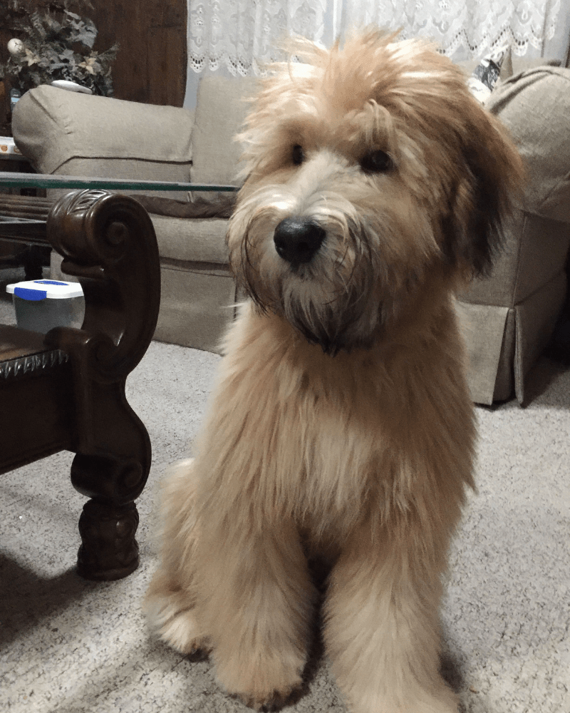 https://d1hg6wdwbisxfa.cloudfront.net/wp-content/uploads/2020/12/08111321/7-Soft-Coated-Wheaten-Terrier.png